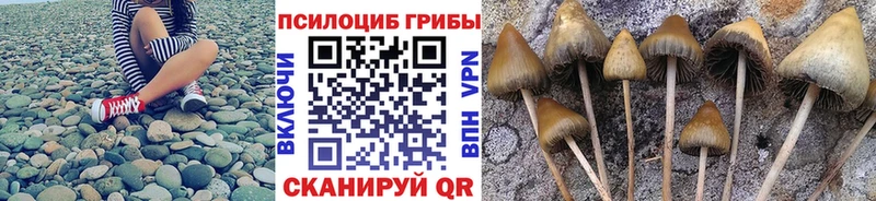цены Череповец Галлюциногенные грибы Cubensis